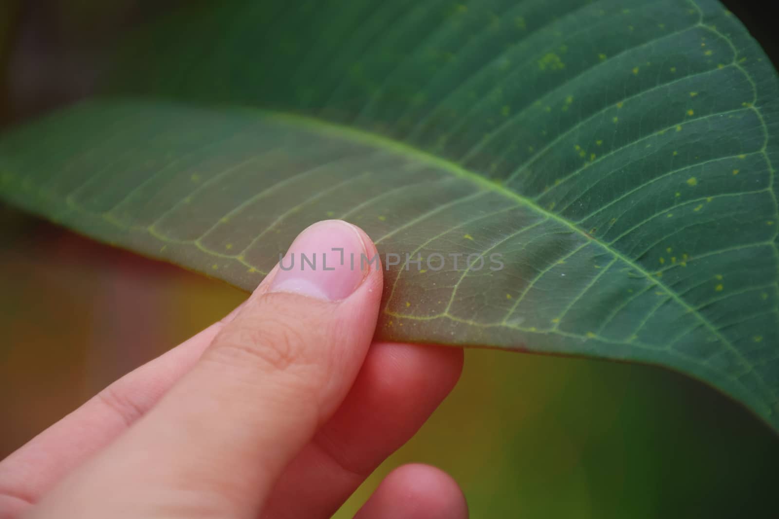 Hand touch a green leaf. take care of nature.