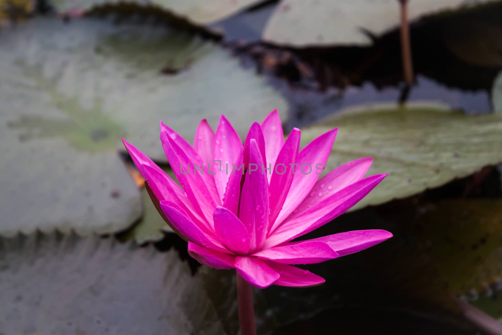 Pink lotus blossoms blooming on pond by punsayaporn