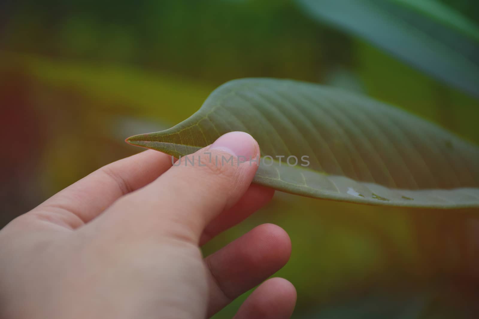 Hand touch a green leaf. take care of nature.
