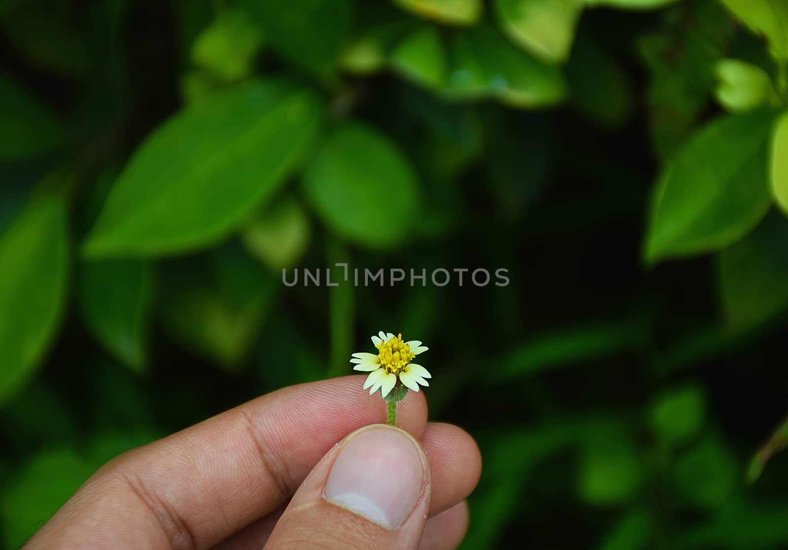 Hand touch a little flower. take care of nature.