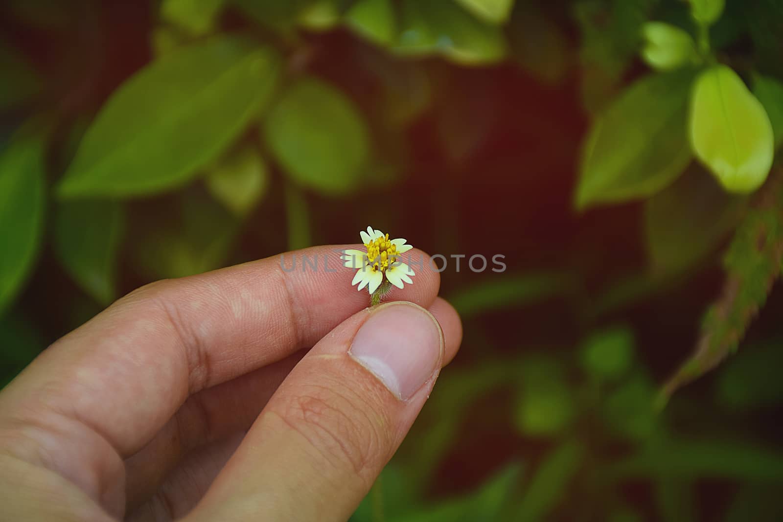 Hand touch a little flower. take care of nature.