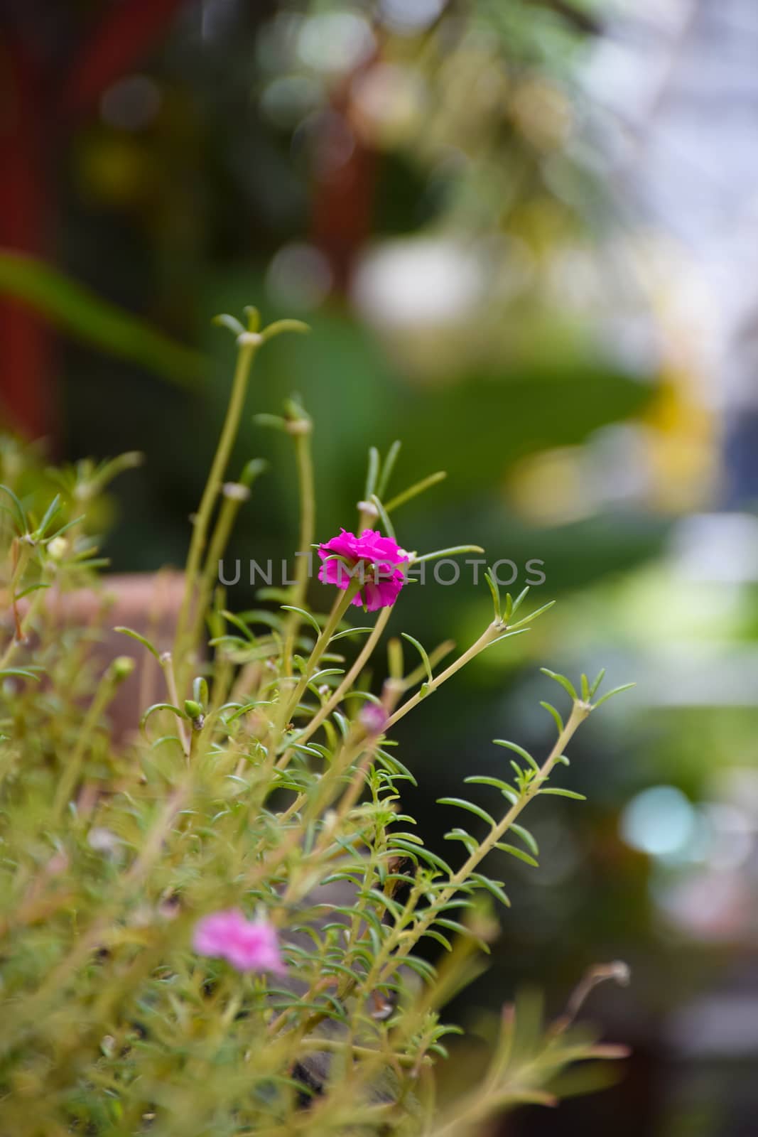 pink Rosemoss flowers in thailand. by sky_sirasitwattana