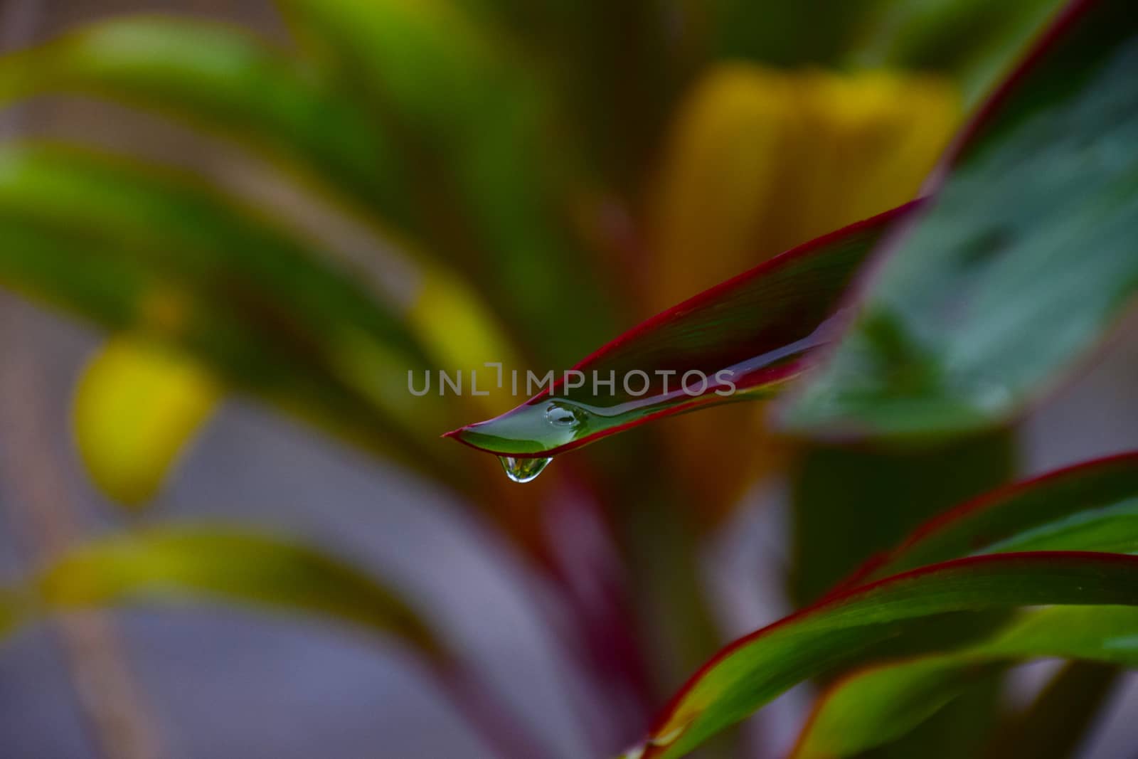 Water drop from leaf on nature background.