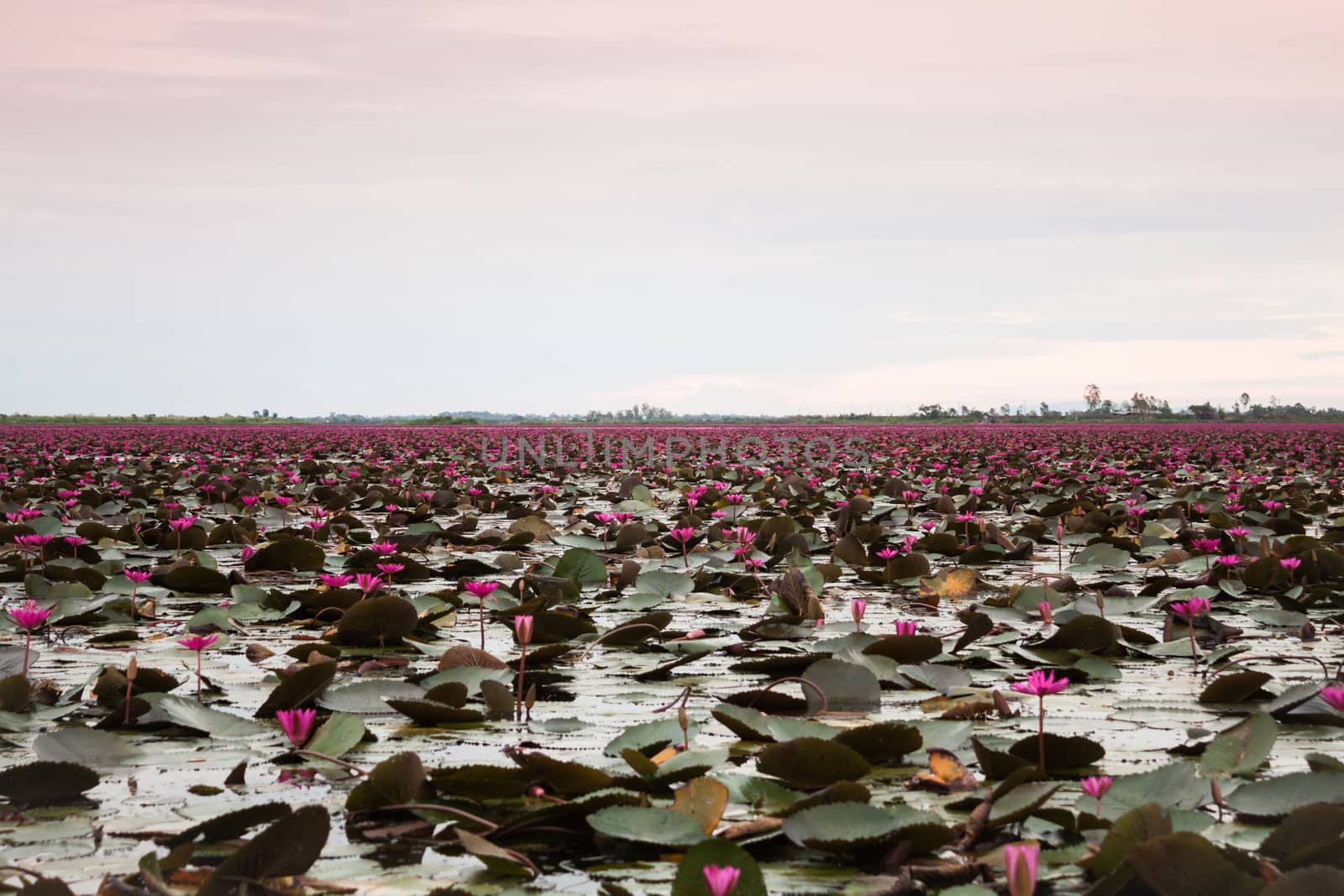 Lake of red lotus at Udonthani Thailand (unseen in Thailand) by punsayaporn