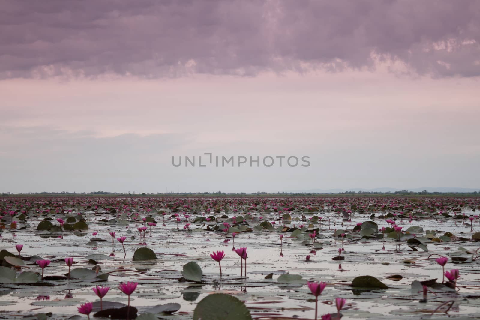 Lake of red lotus at Udonthani Thailand (unseen in Thailand) by punsayaporn