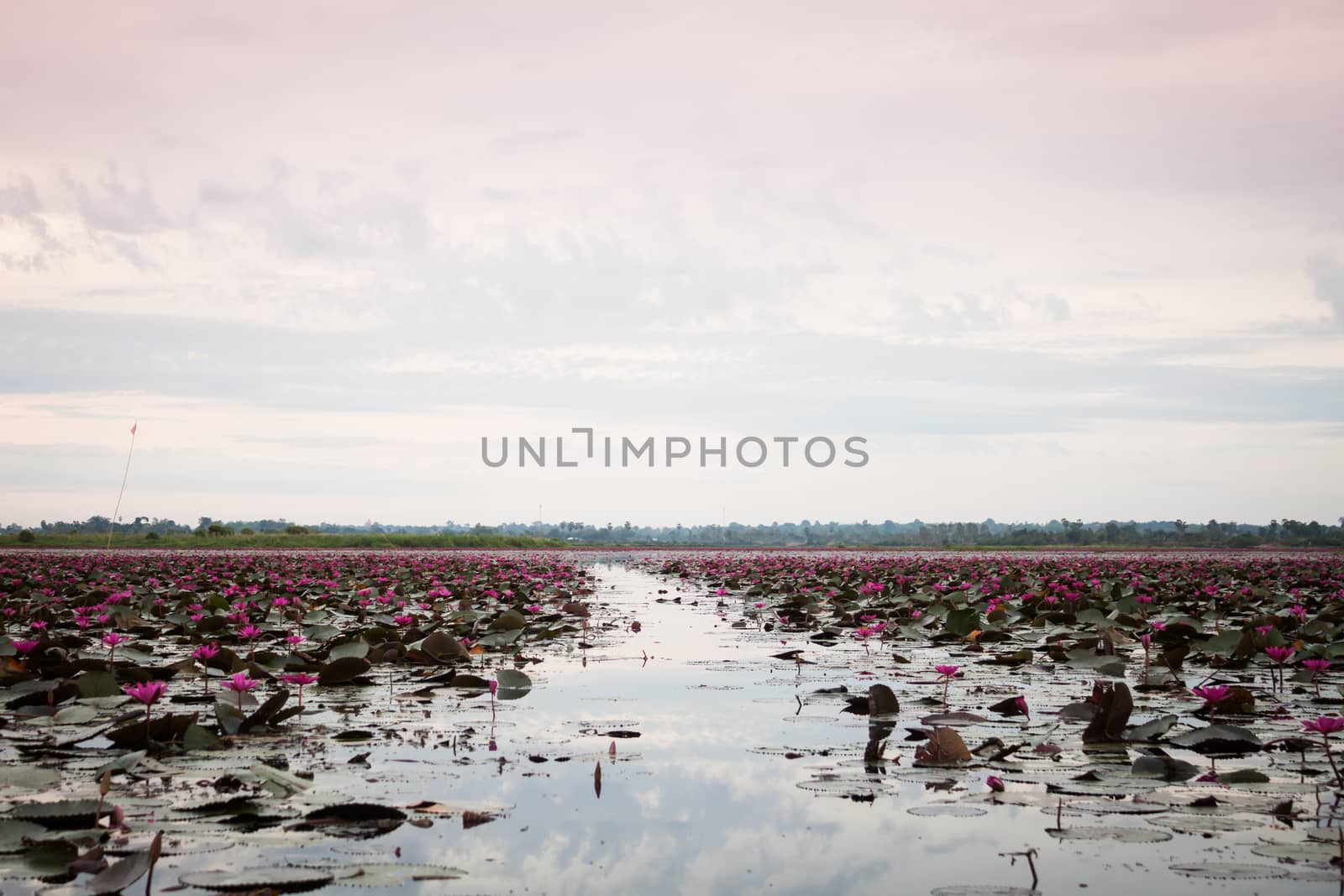 Lake of red lotus at Udonthani Thailand (unseen in Thailand), stock photo