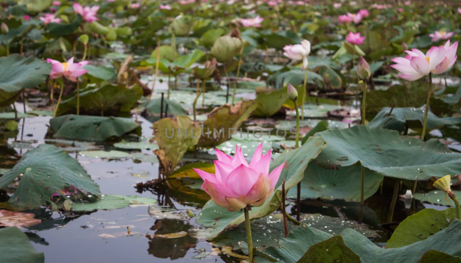 Lake of red lotus at Udonthani Thailand (unseen in Thailand) by punsayaporn