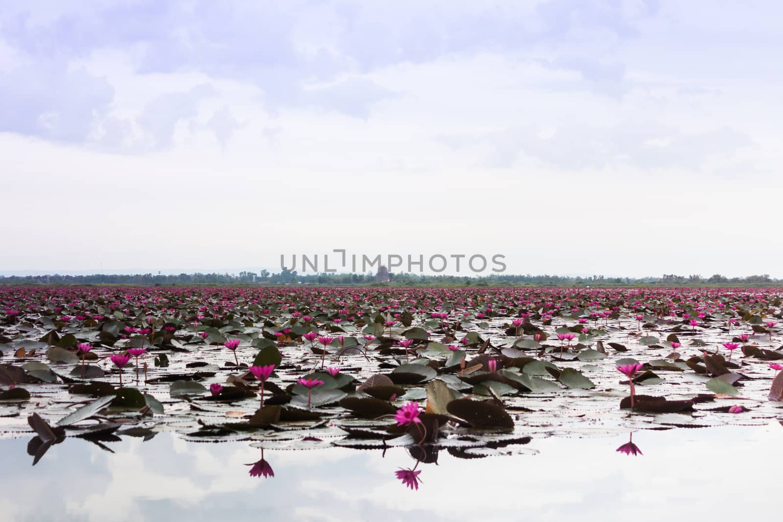 Lake of red lotus at Udonthani Thailand (unseen in Thailand) by punsayaporn