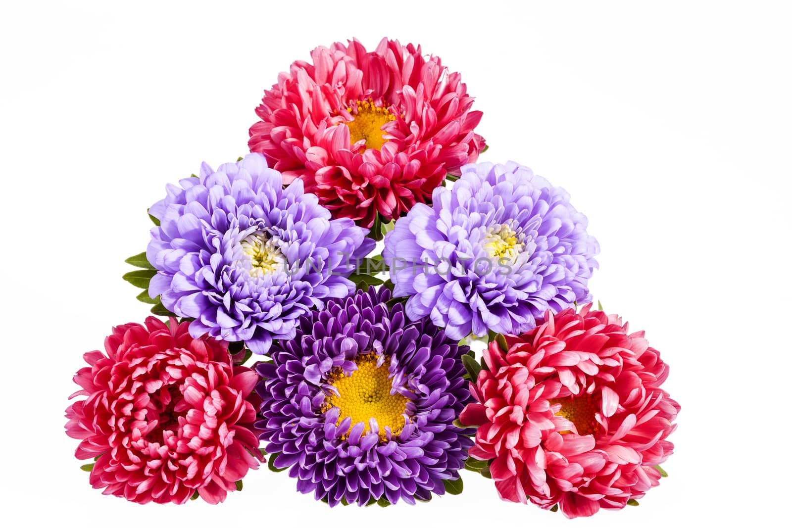 
Bouquet of colorful aster flowers on white background, close up
