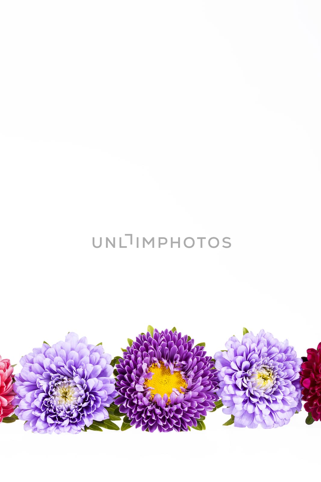 Colorful aster flowers isolated on white background by mychadre77