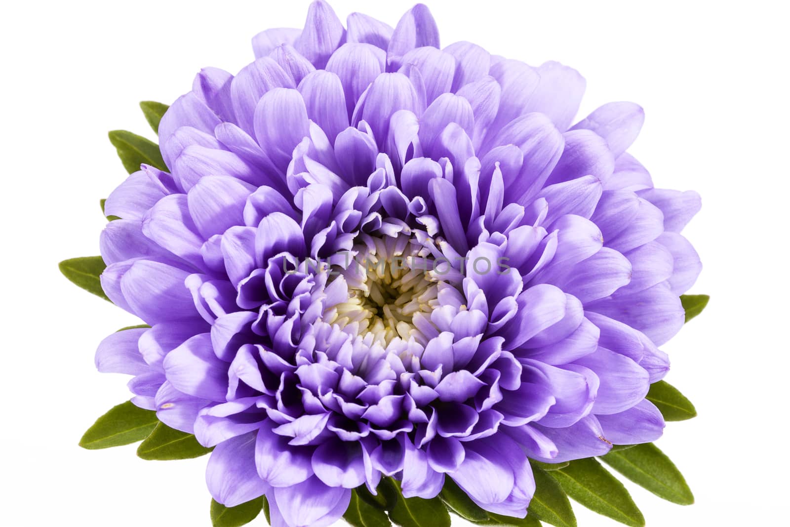 Single violet flower of aster isolated on white background, close up