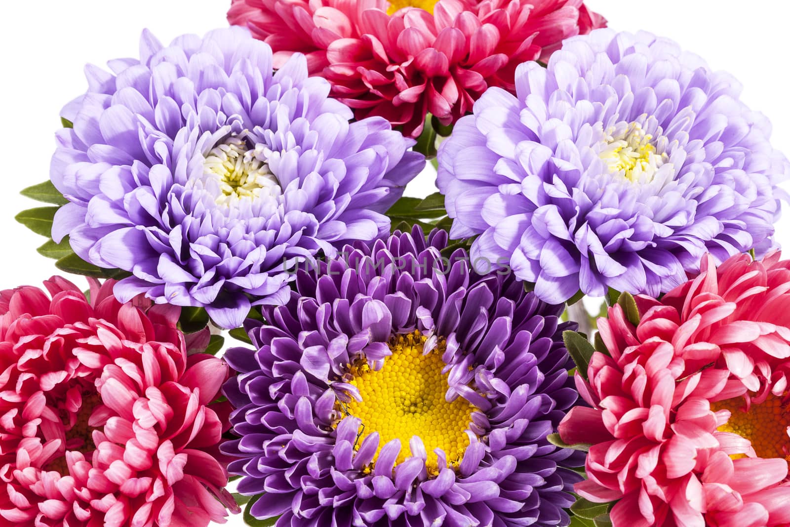 
Bouquet of colorful aster flowers, close up 
