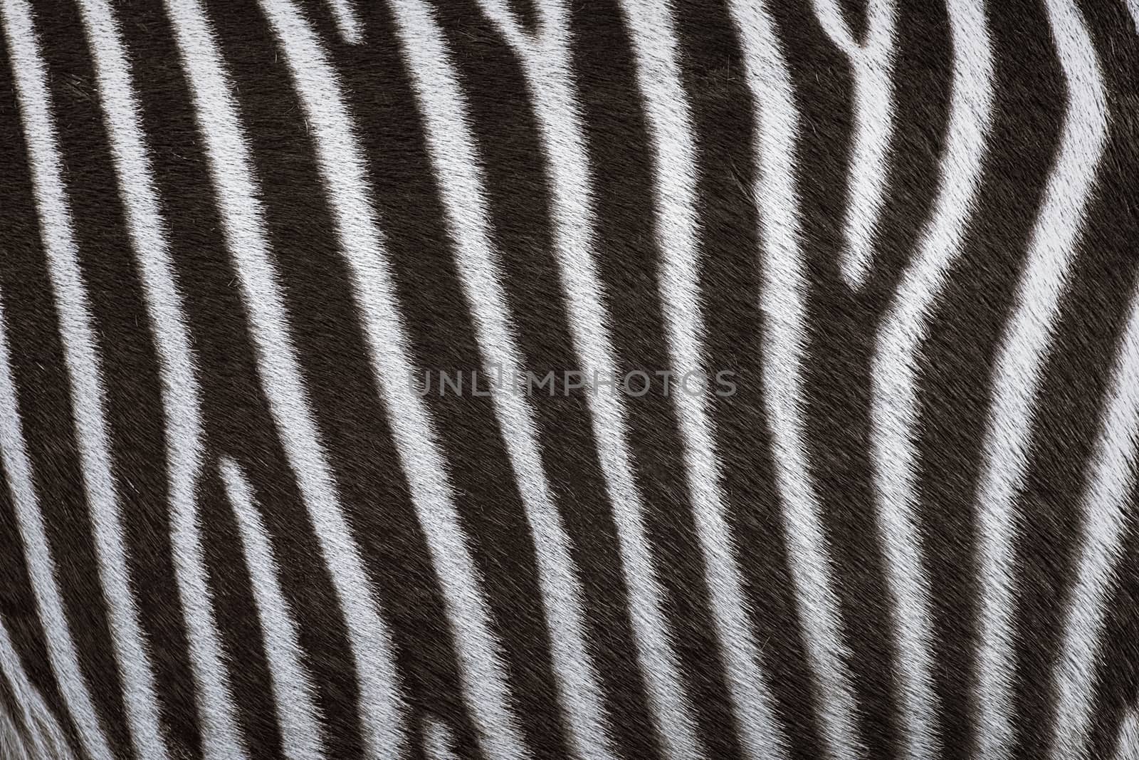 Zerbra Black and White Striped Coat Background 