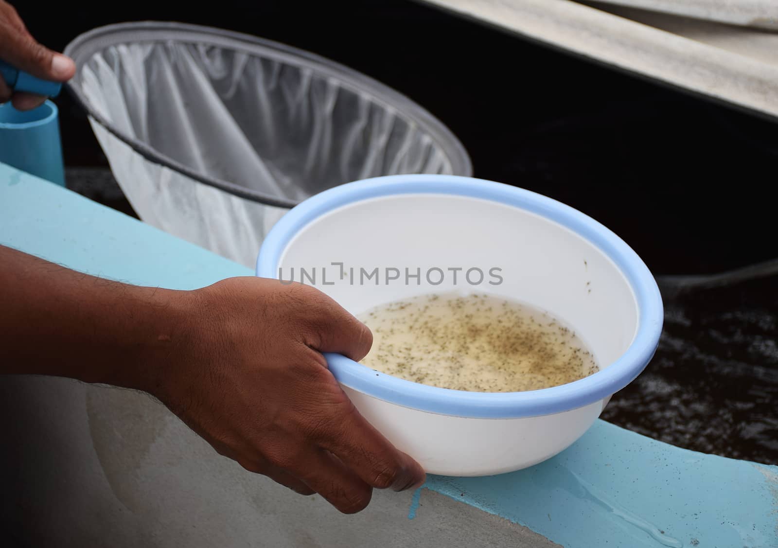 Larval shrimp in plastic bowl. Aquaculture animals.