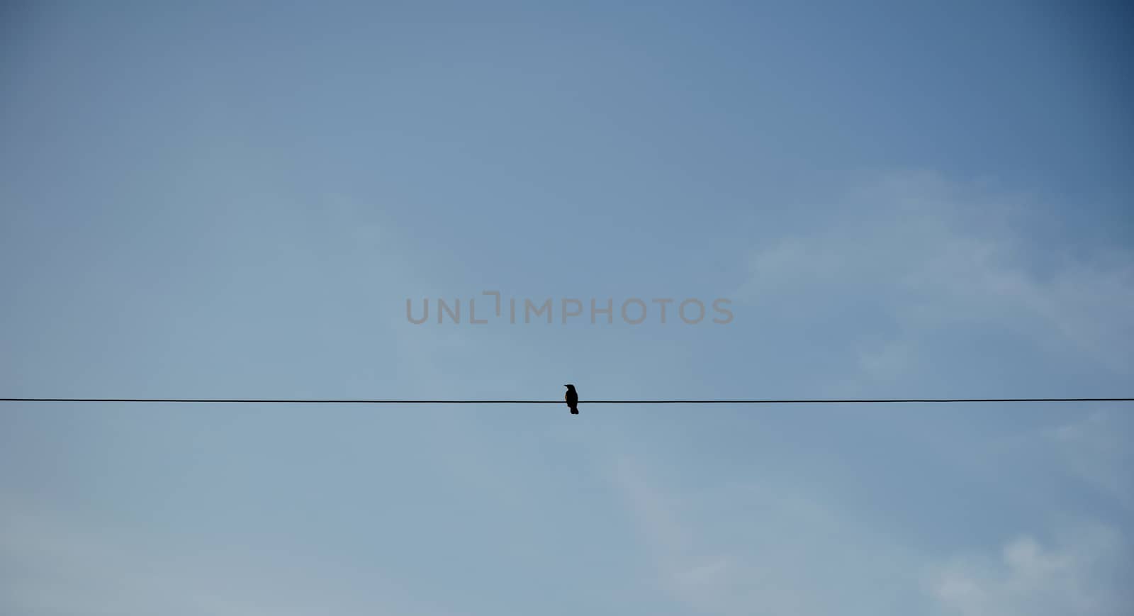 Bird on electric pole against clear sky background. simply composition.