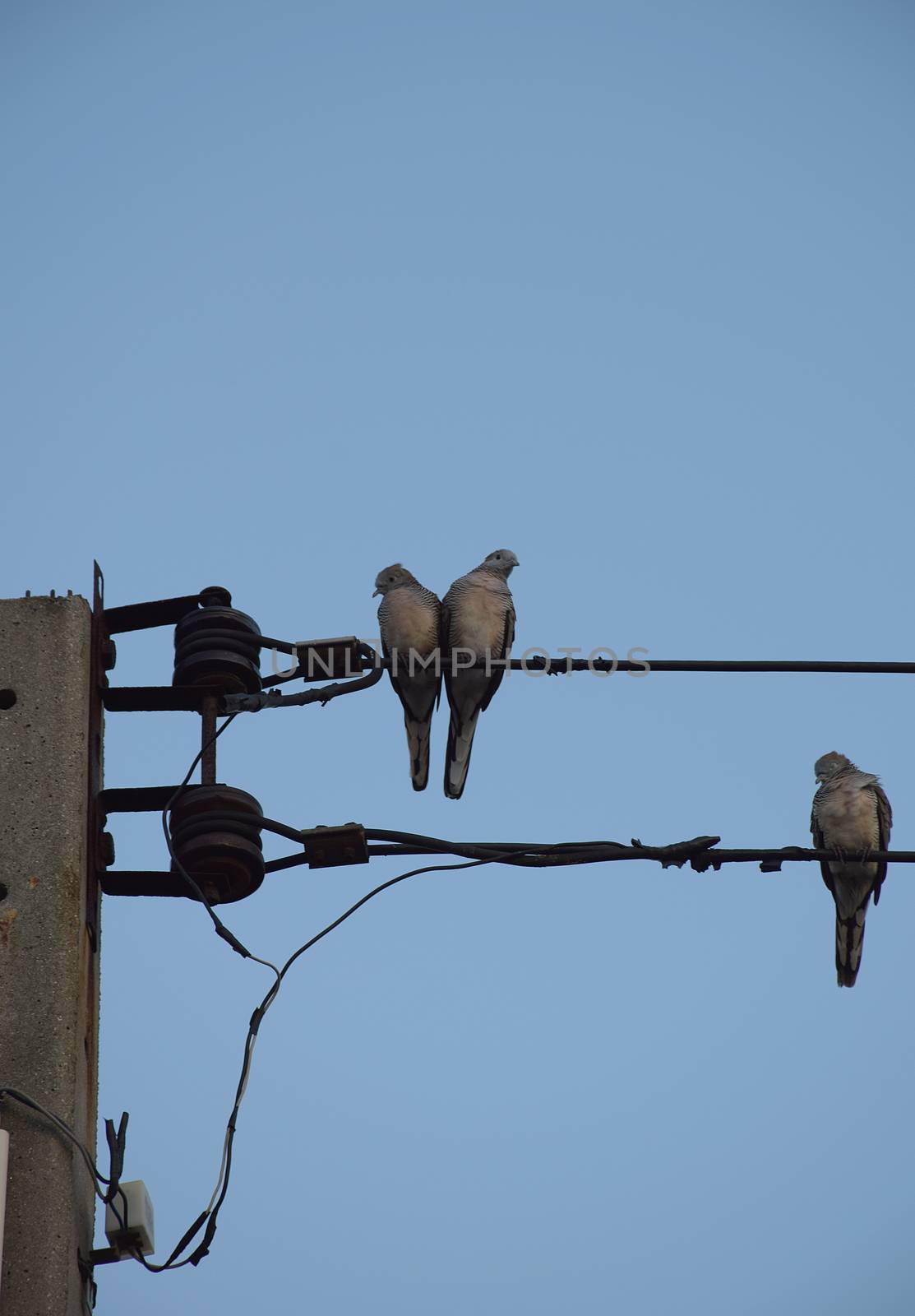 Three Dove bird on power line against clear sky background.