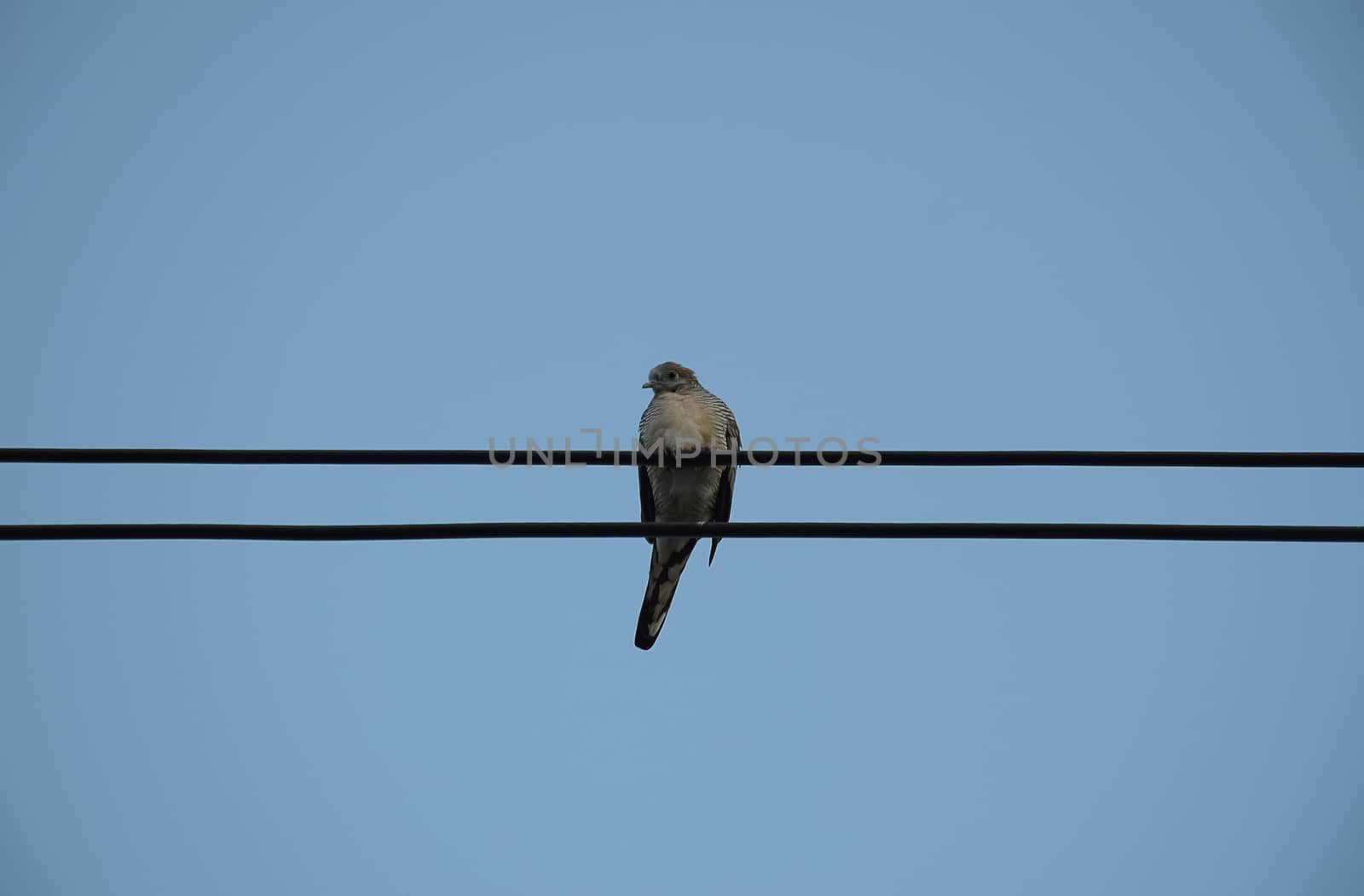 Dove bird on power line against clear sky background.