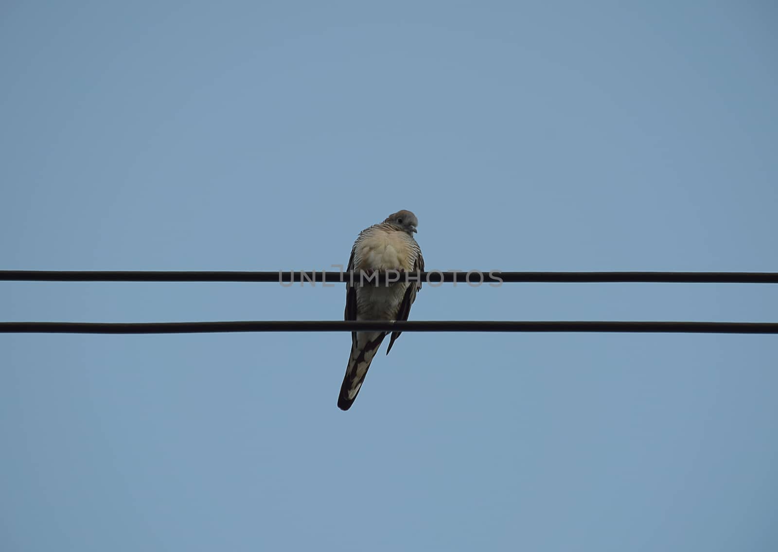 Dove bird on power line against clear sky background.