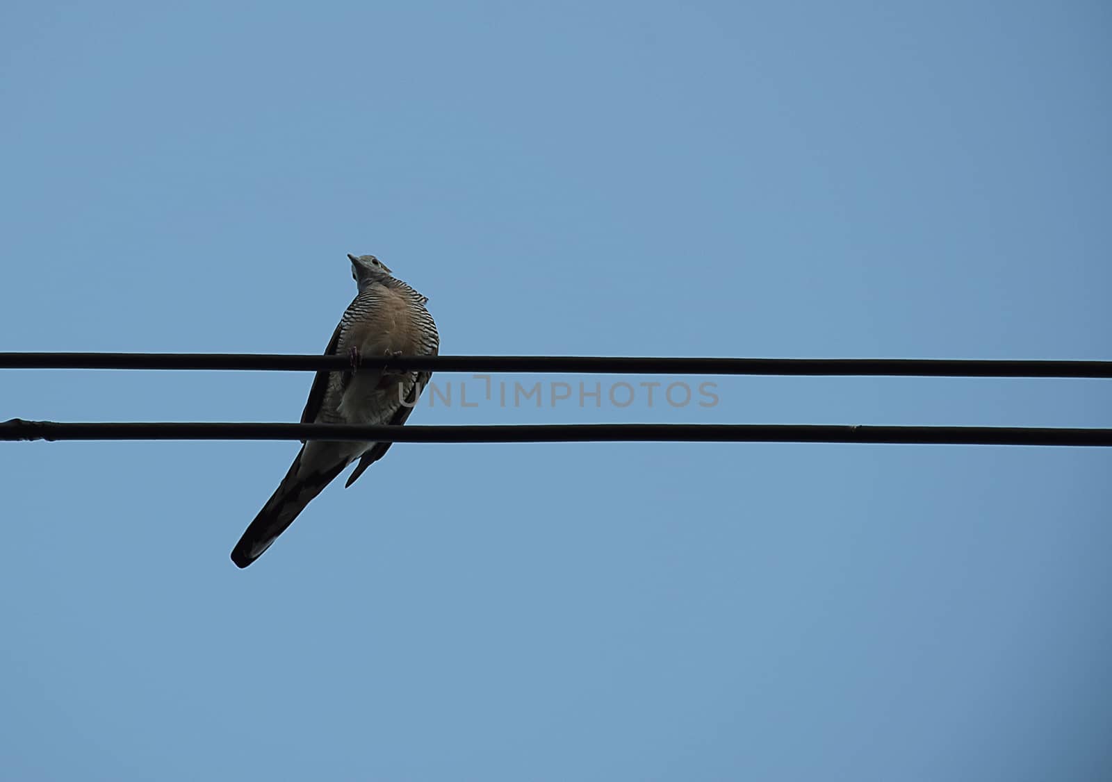 Dove bird on power line against clear sky background.