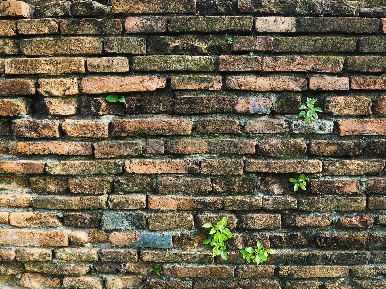 grass on old brick wall background.