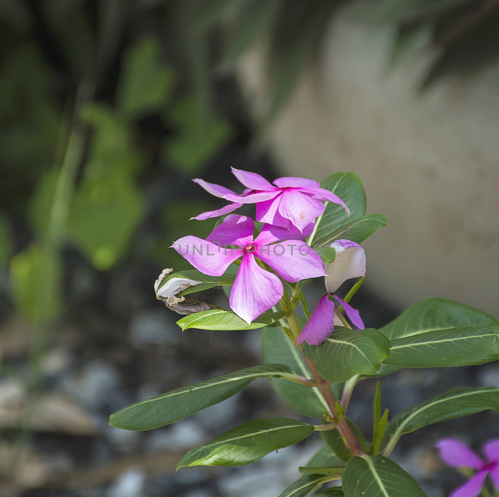 Purple Catharanthus roseus. Pink Wildflower.