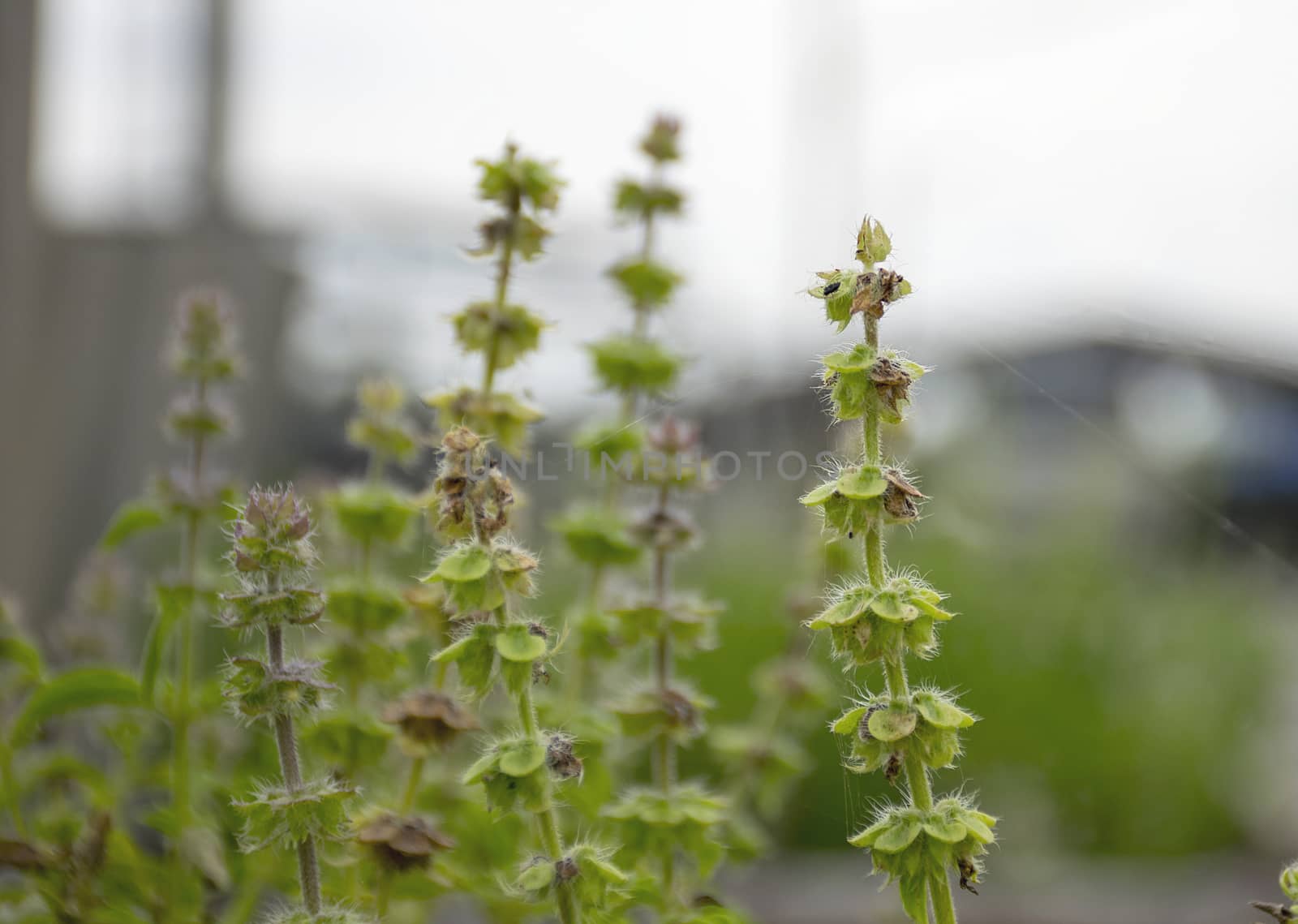 Lemon basil flowers on nature background.