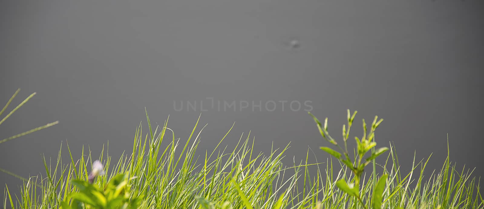 Reed foreground on marsh.