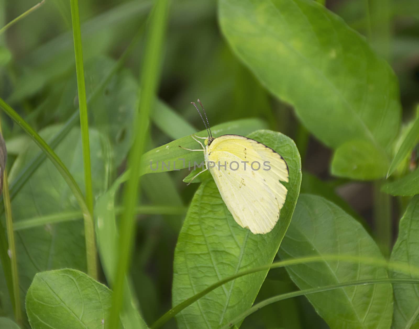 Closeup yellow butterfly on flower.