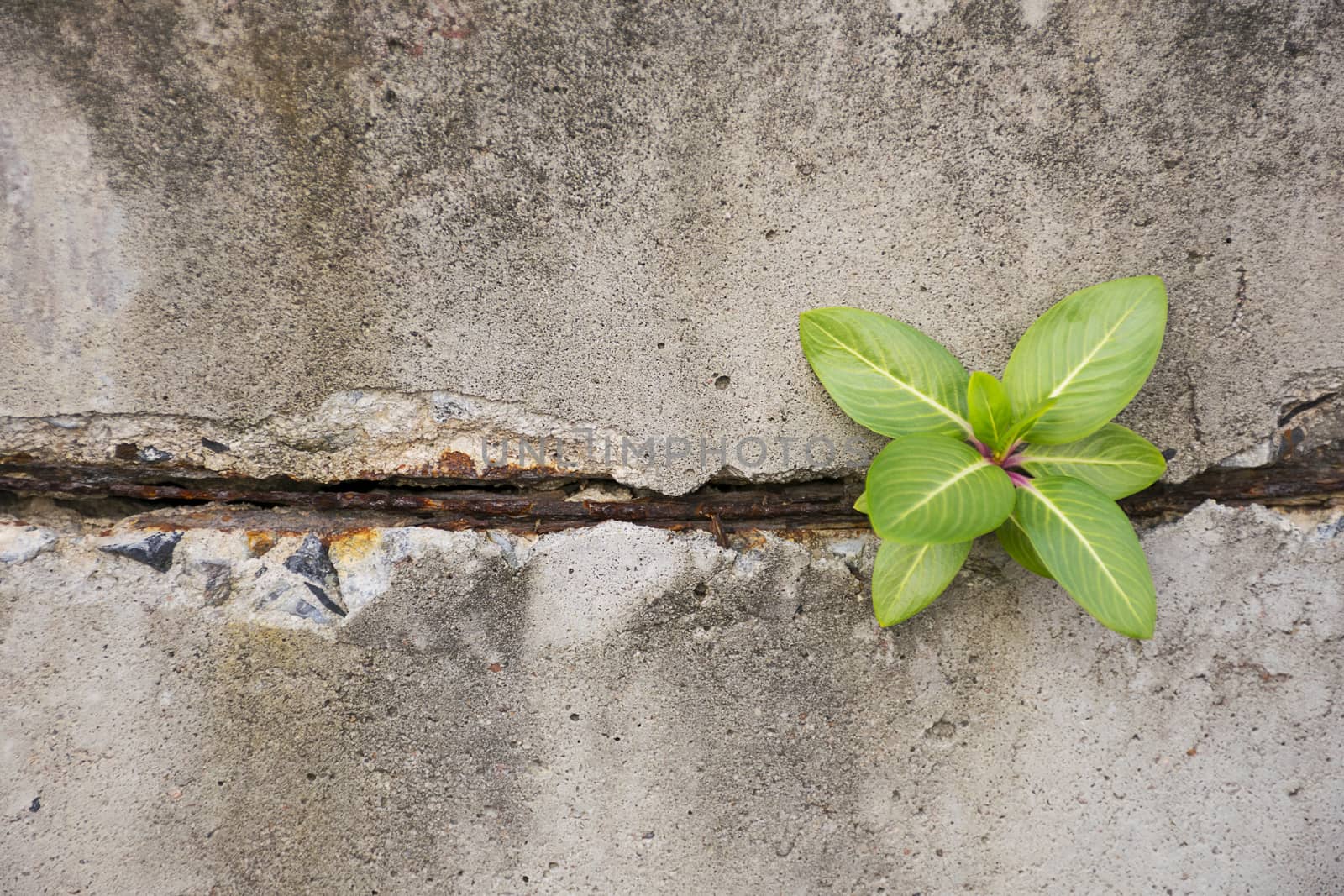 Green plant glowing on concrete wall.