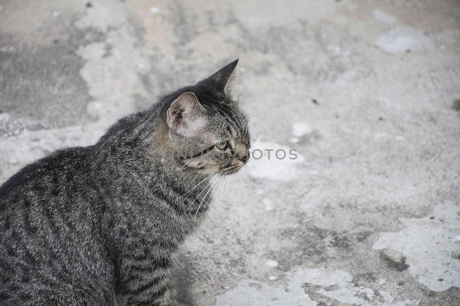 Portrait grey tabby cat on concrete floor.