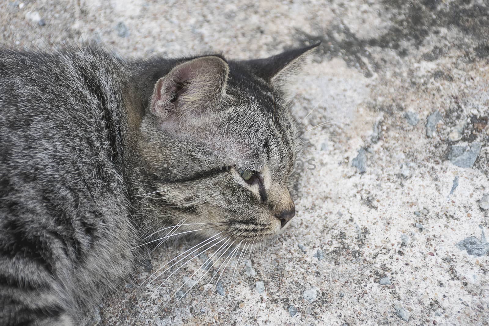 Portrait grey tabby cat sleep on concrete floor.