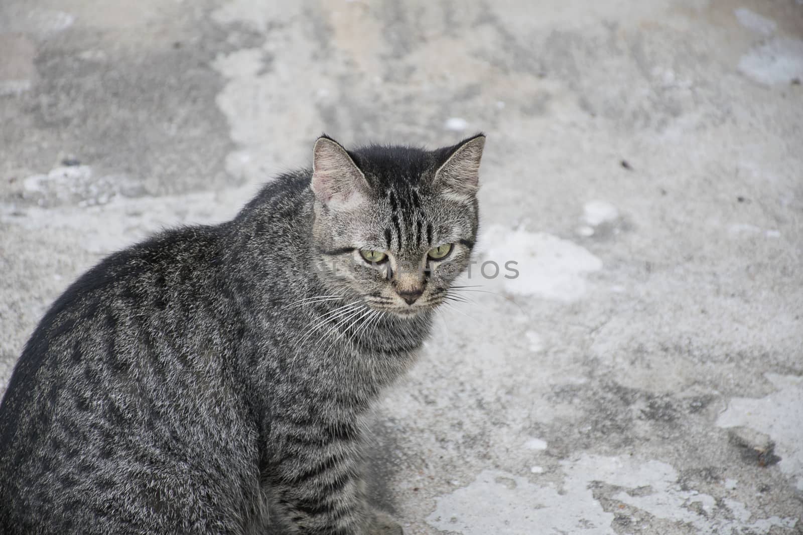 Portrait grey tabby cat on concrete floor.