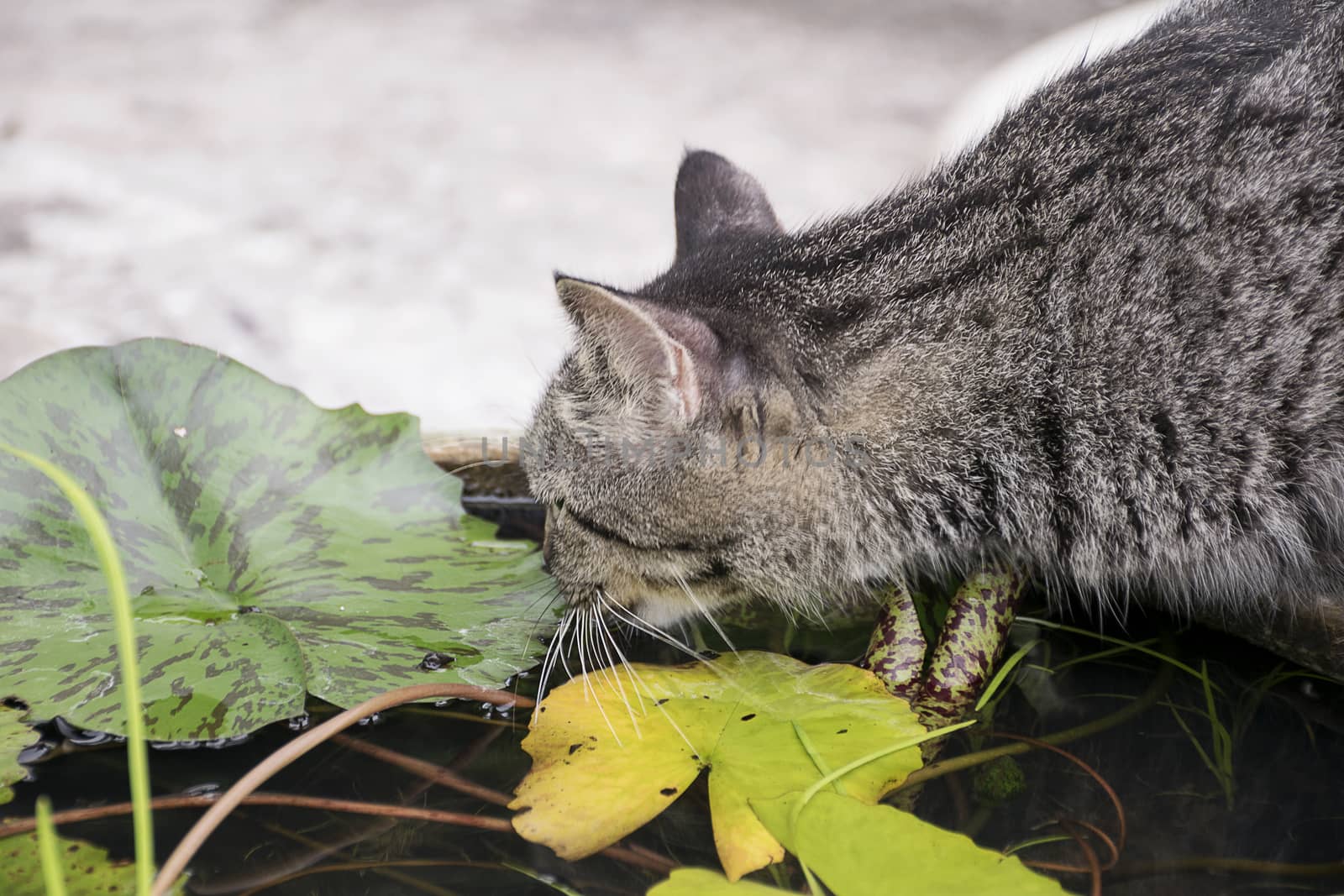 cute cat drinking water from pond.
