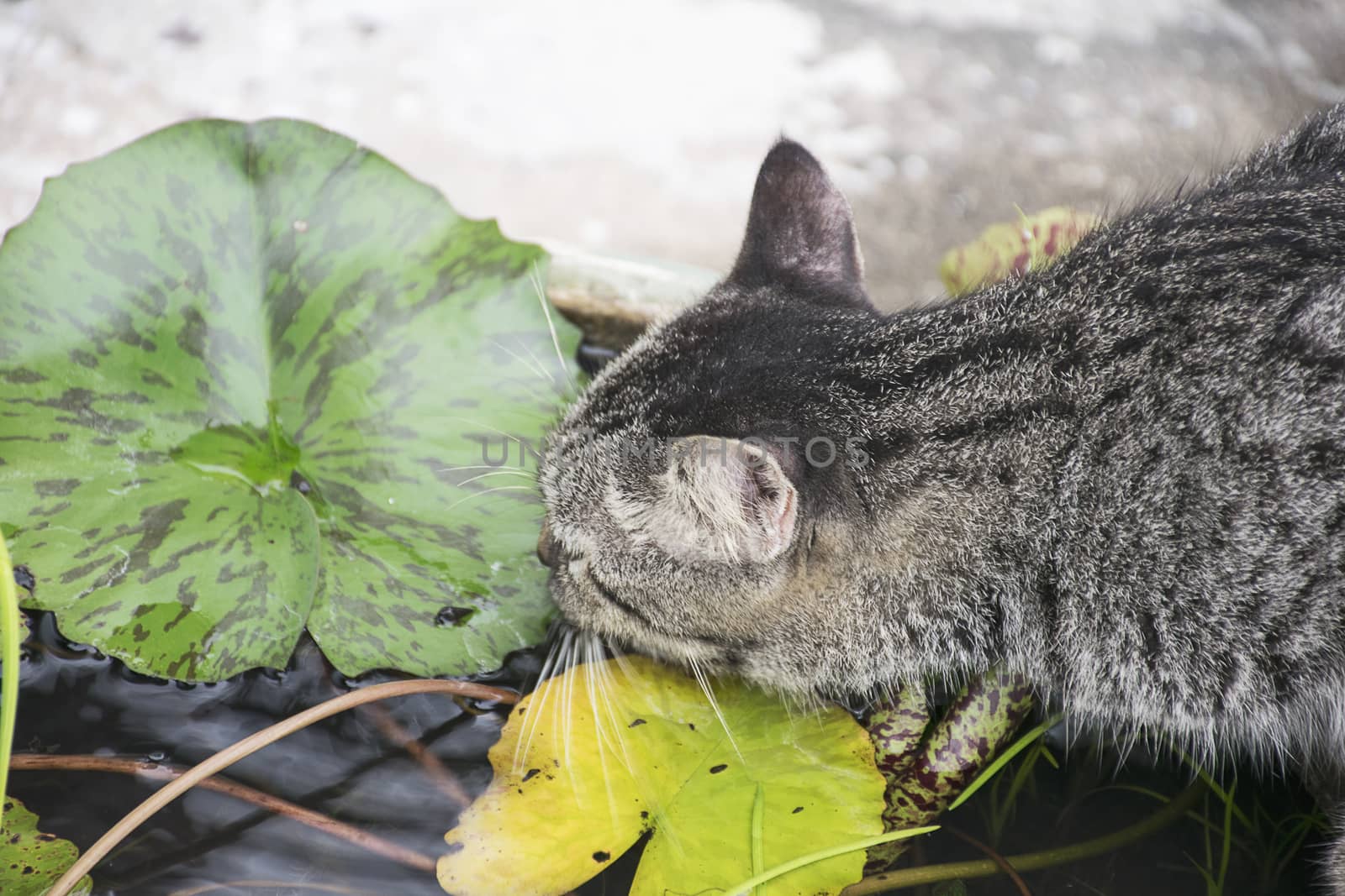 cute cat drinking water from pond.