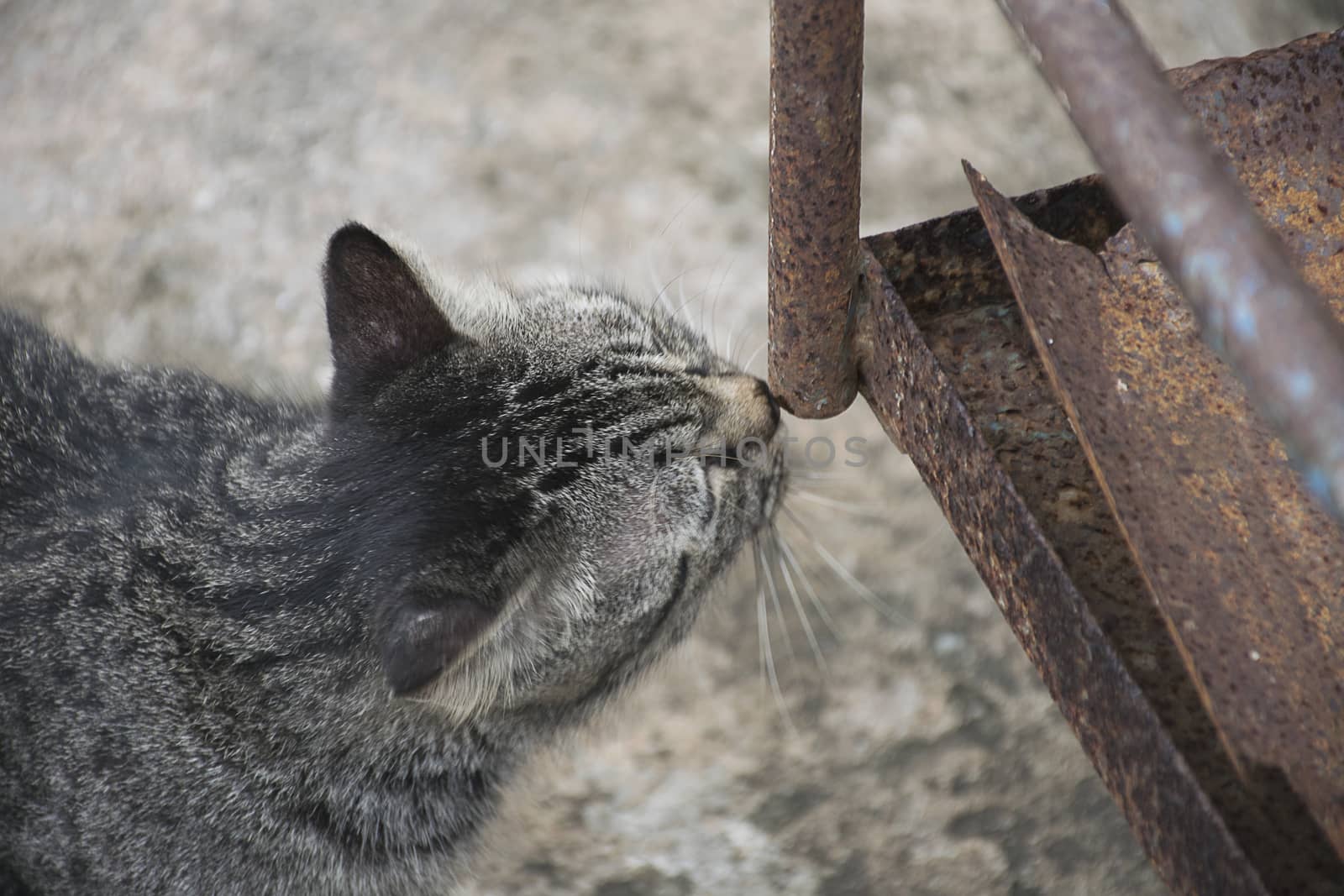 Cat smell steel.