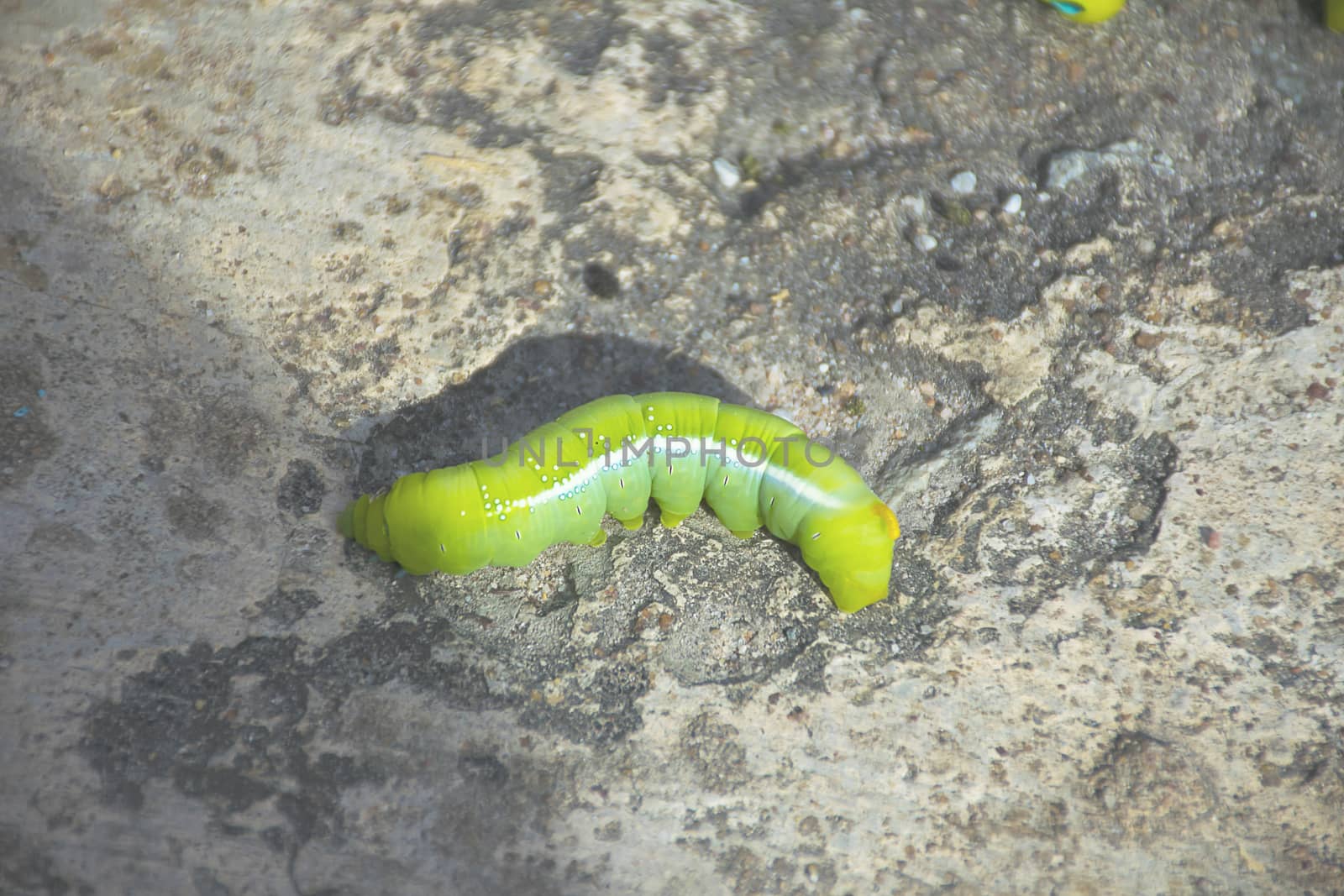 Green worm on concrete floor.