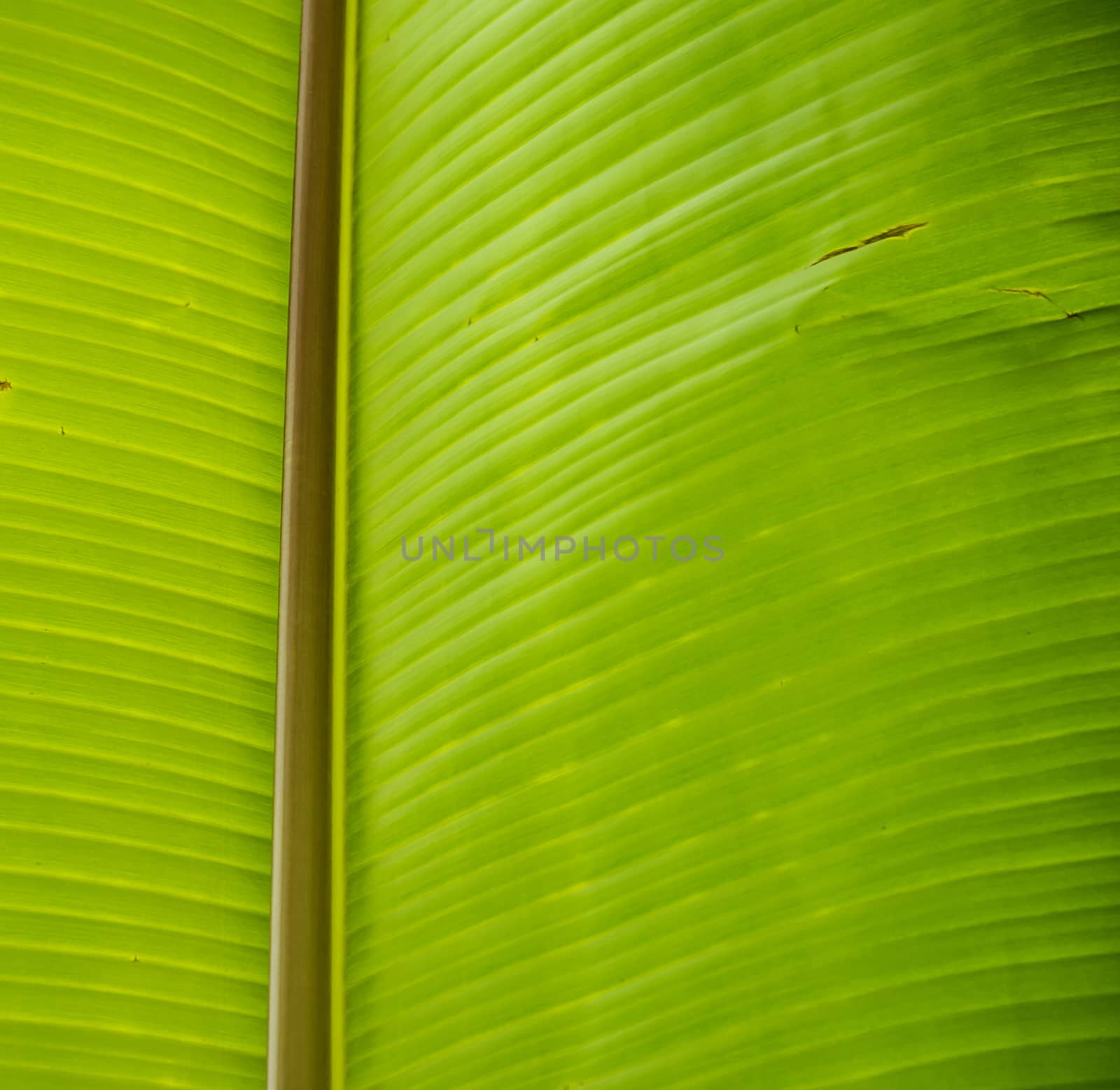 Close up green leaf texture/background.