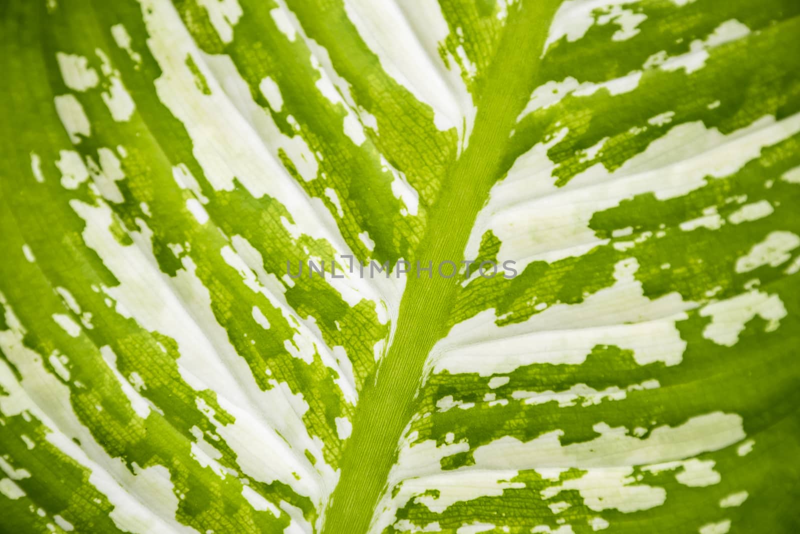 Close up green leaf texture/background.