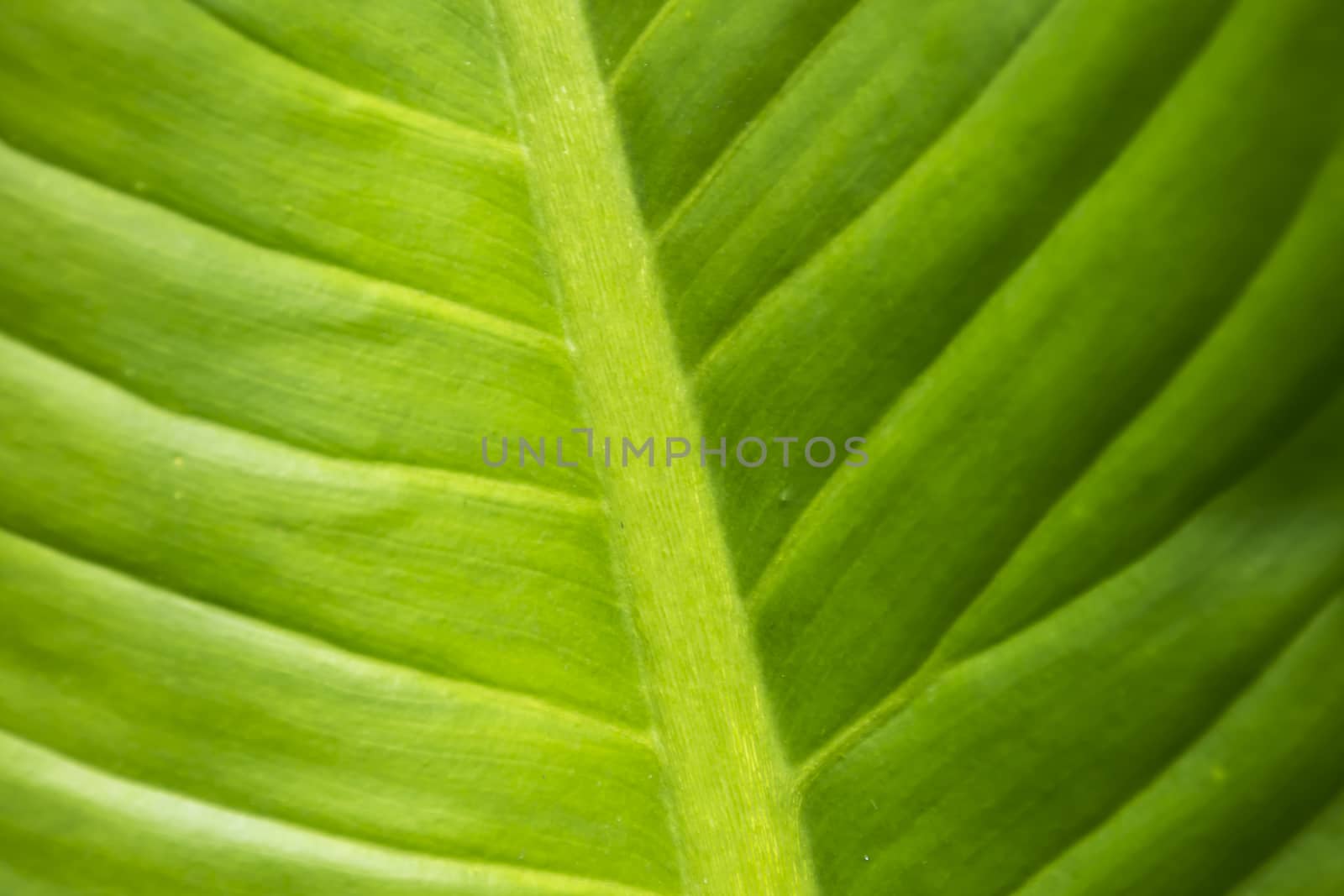 Close up green leaf texture/background.