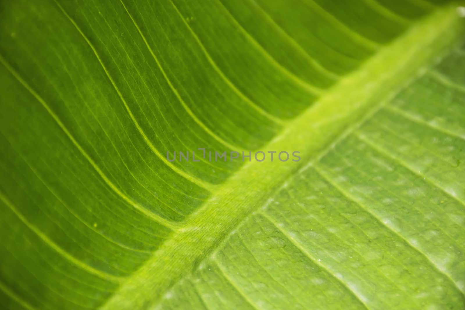 Close up green leaf texture/background.