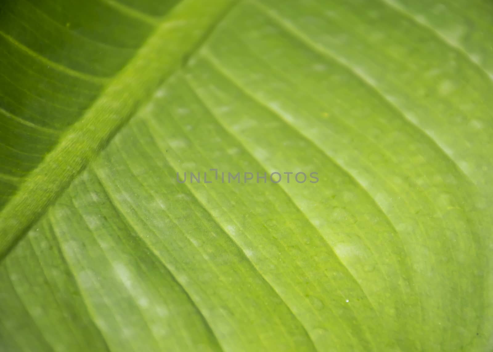 Close up green leaf texture/background.