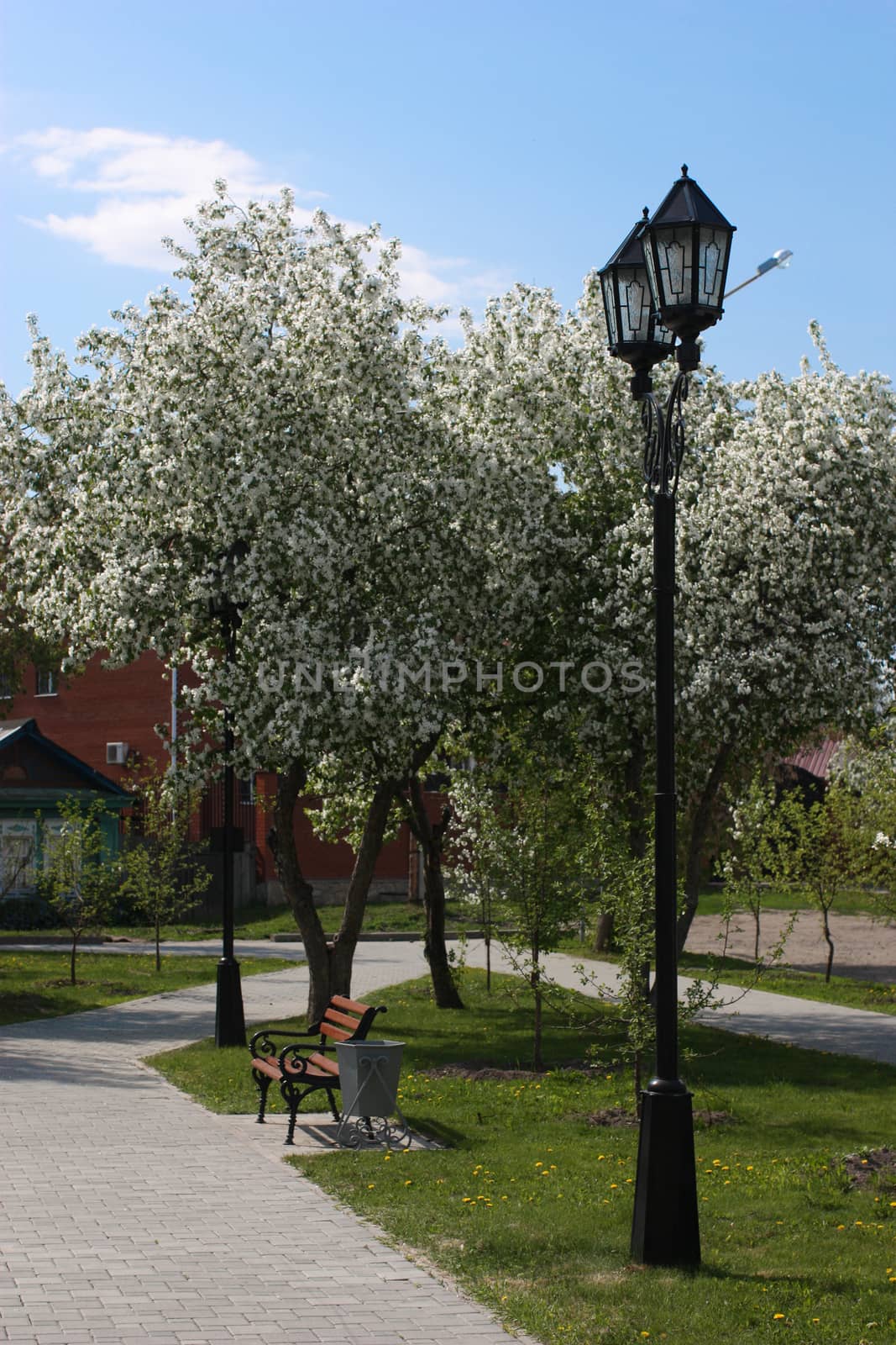 Blooming apple tree in the park sunny day