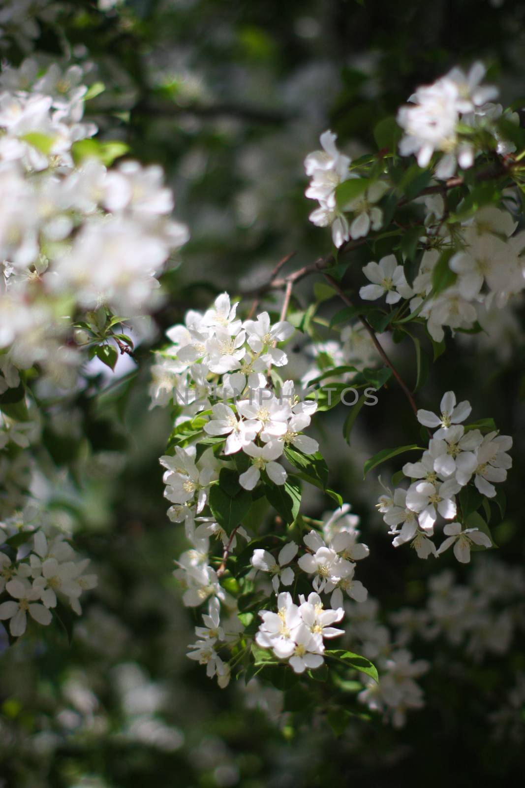 Blooming apple tree branch in the park by AndrewBu