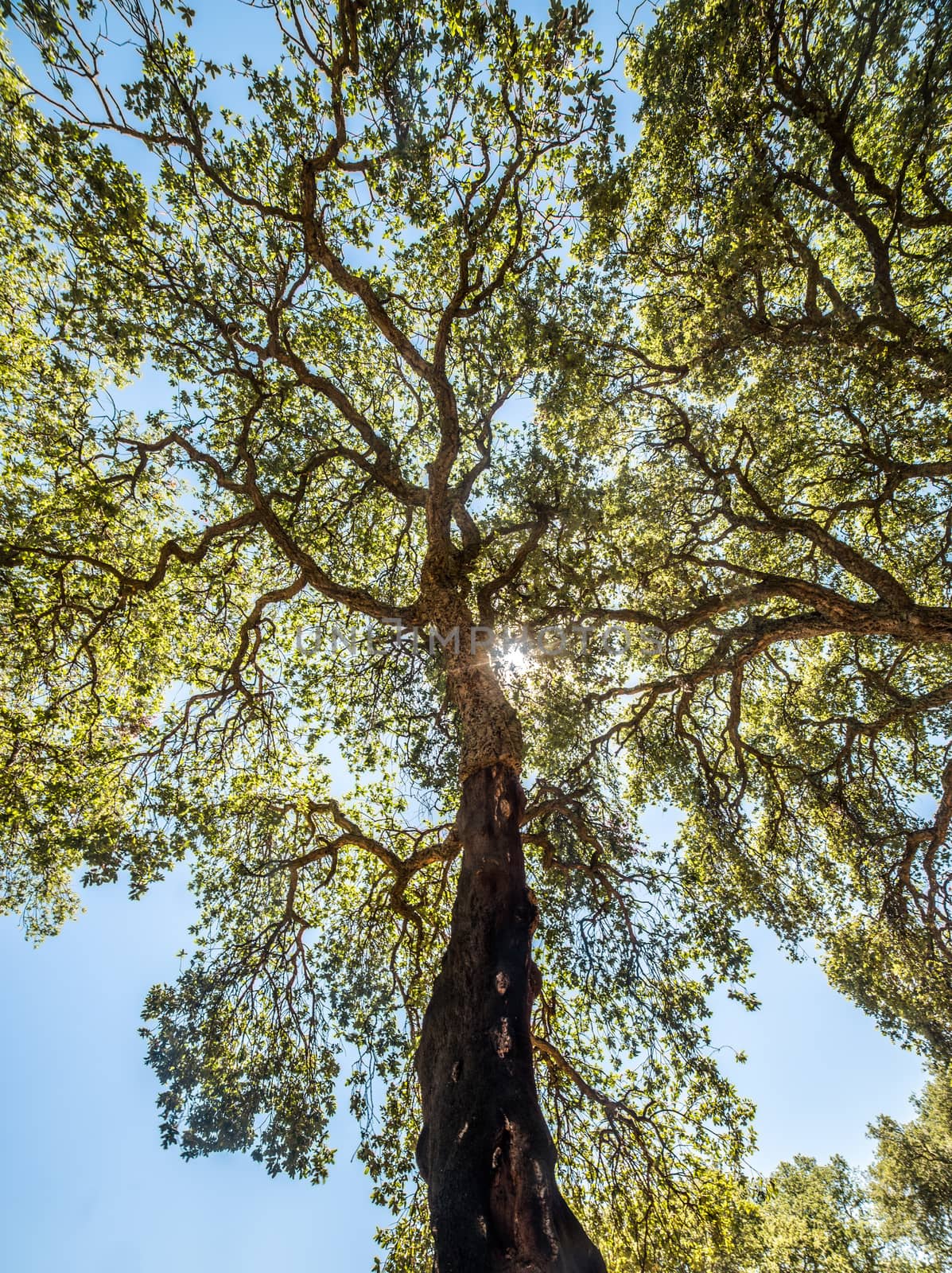 Forest of cork trees in a sunny day of summer