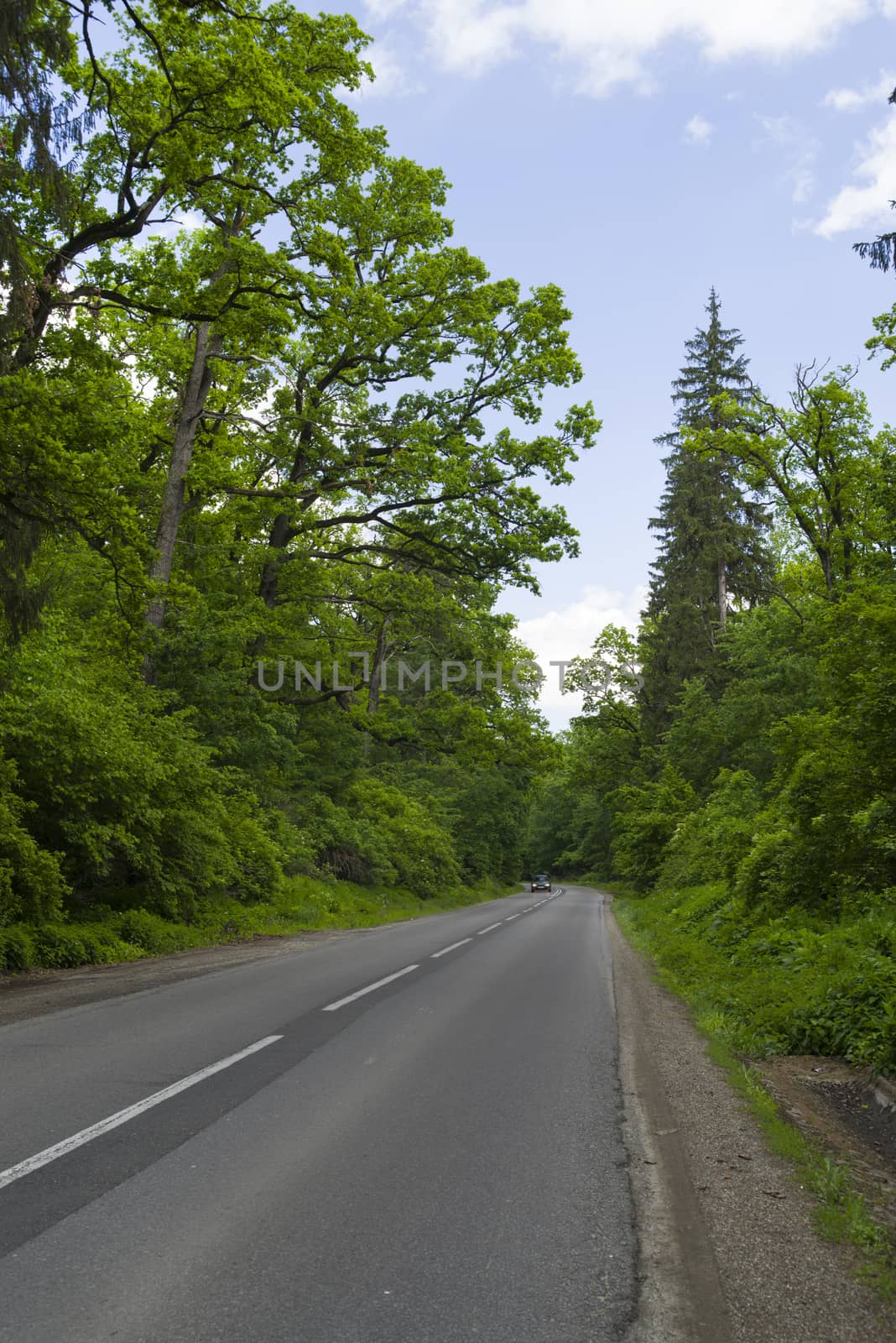 Forest road In the summertime.