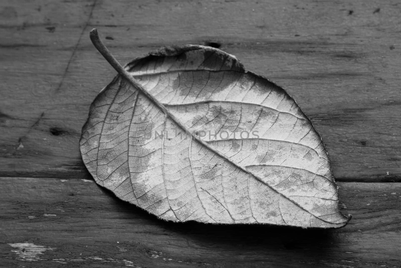 Dried leaves