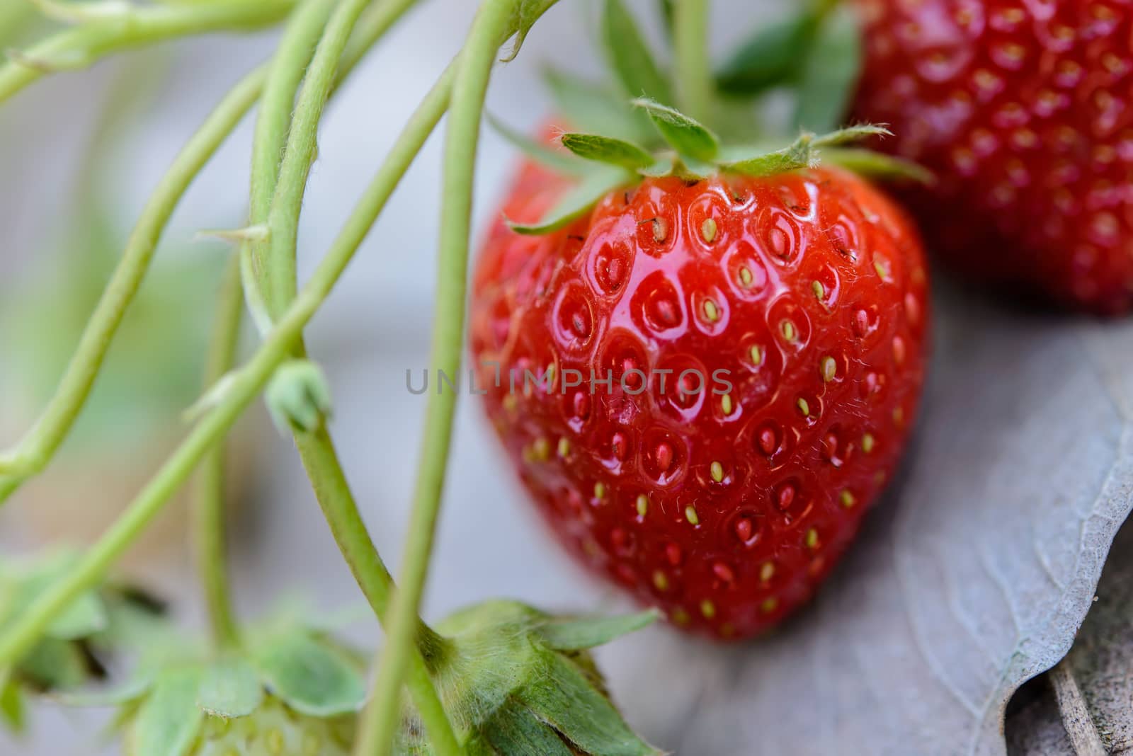Closeup fresh strawberry on strawberry farm.Soft focus.