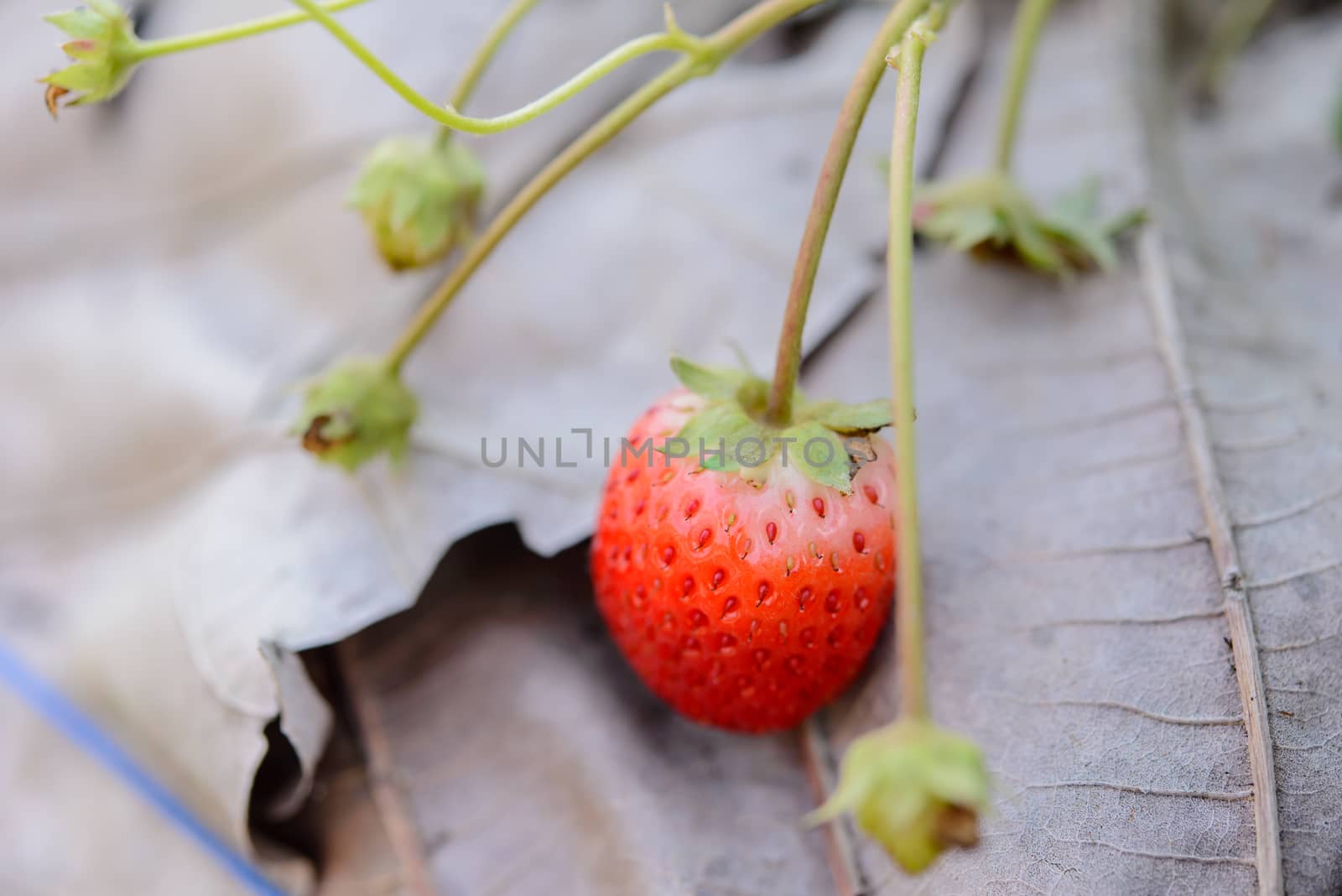 Closeup fresh strawberry on strawberry farm.Soft focus.