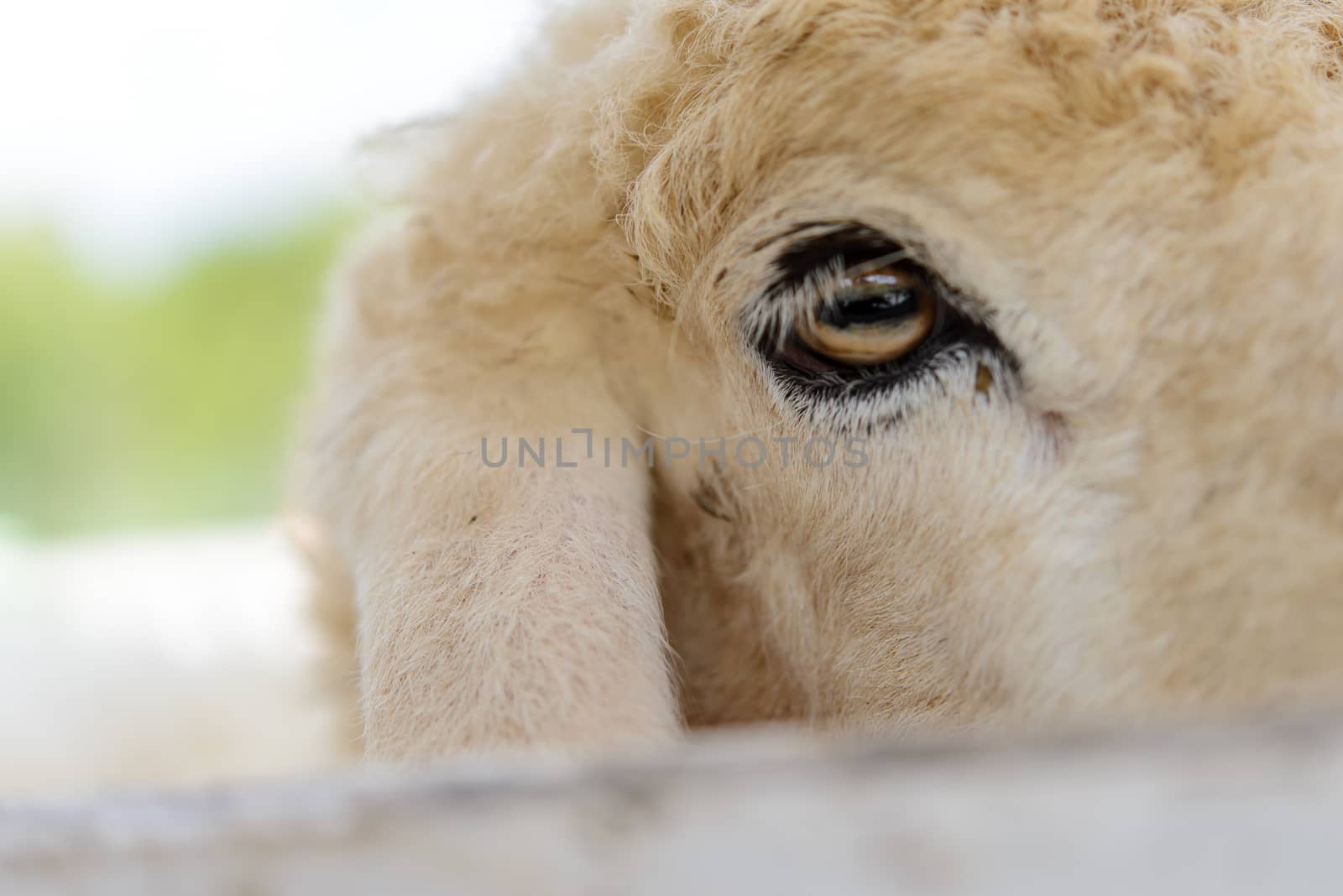 Closeup sheep in farm.Soft focus