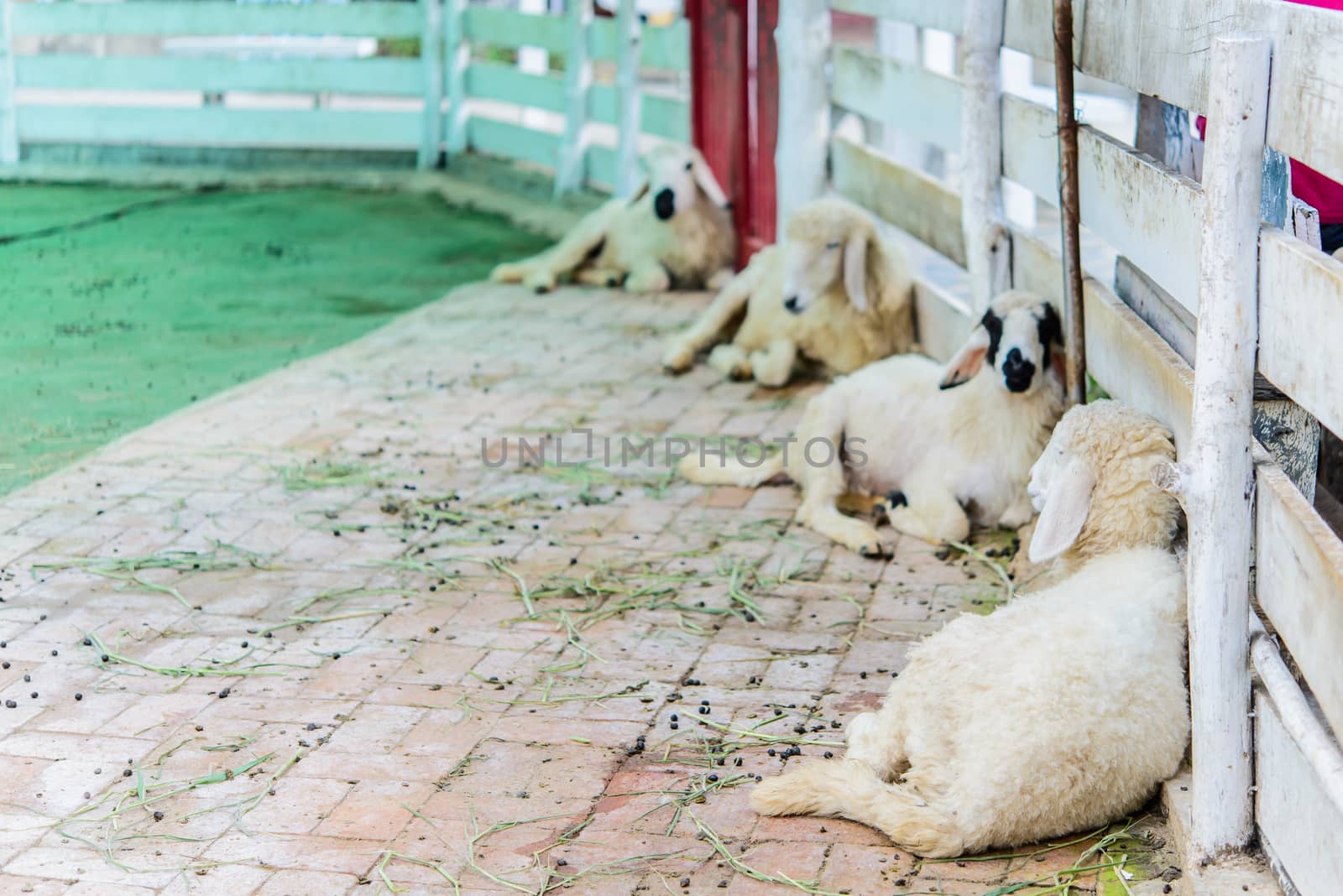 Group of sheep in farm.